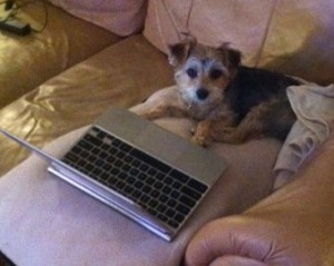 This is Biscuit. On my laptop. She likes to write too.